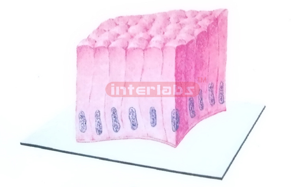 HUMAN THREEDIMENSIONAL MODEL OF SIMPLE COLUMNAR EPITHELIUM